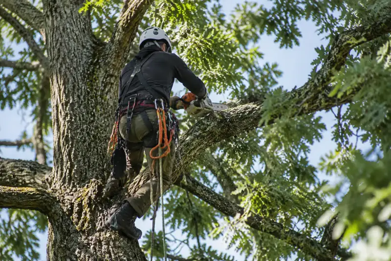An arborist in a harness trimming branches high in a tree, seen from behind.